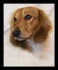Dachshund portrait