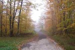 Forest road