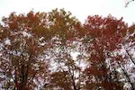 Fall trees