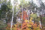 Fall trees