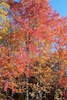 Fall trees