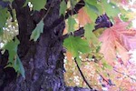 Fall tree