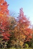 Fall trees