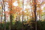 Fall trees