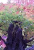 Fall tree