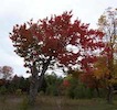 Fall tree
