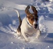 Hound dog running in snow