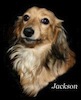 Dachshund portrait