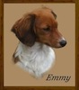 Dachshund portrait