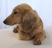 Dachshund portrait