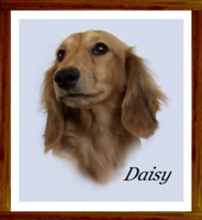 Dachshund portrait