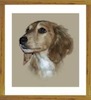 Dachshund portrait