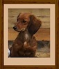 Dachshund portrait