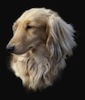 Dachshund portrait