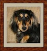 Dachshund portrait