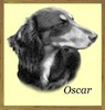 Dachshund portrait