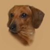 Dachshund portrait