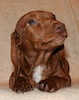 Miniature dachshund puppy