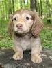 Miniature dachshund puppy