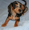 Miniature dachshund puppy