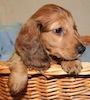 Miniature dachshund puppy