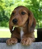Miniature dachshund puppy