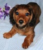 Miniature dachshund puppy