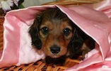 Miniature dachshund puppy