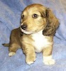 Miniature dachshund puppy