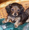 Miniature dachshund puppy