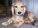 Miniature dachshund puppy