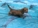 Miniature dachshund puppy
