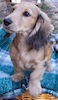 Miniature dachshund puppy