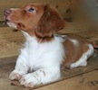 Miniature dachshund puppy