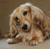 Miniature dachshund puppy