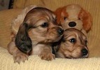 Miniature dachshund puppies
