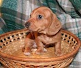 Miniature dachshund puppy