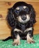 Miniature dachshund puppy