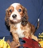 Miniature dachshund puppy