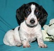 Miniature dachshund puppy