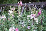 Hollyhocks