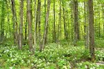 Trilliom forest