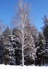 Trees in snow