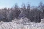Frosty morning