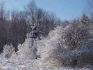 Trees in snow