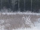 Hoar frost