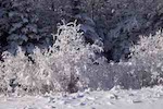 Snowy bushes