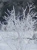 Hoar frost