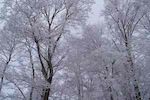 Trees in snow